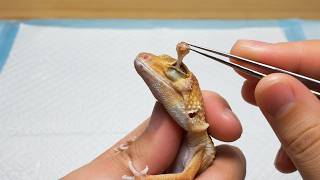 Veterinarian Removes Stuck Shed, Eye Vitamin Plugs & a Cyst | Animal Rescue Gecko