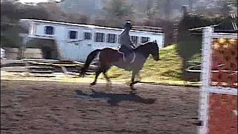 Dino the Paso  Fino Jumping with Marty and Nancy B...