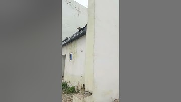 Deed of assignment and registered Survey