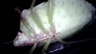 Green Stink Bug Up Close: by Arc Sparks 422 views 5 years ago 2 minutes, 51 seconds