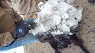Shearing our Icelandic Sheep