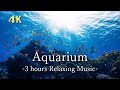 ４K【リラックス音楽】サンゴ礁とお魚　作業用・睡眠用 | リモート水族館 | Relaxing Music