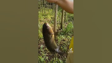 Câu cá rô đồng bự bằng ban tay người lớn #fishing #fish #bird #lovebird