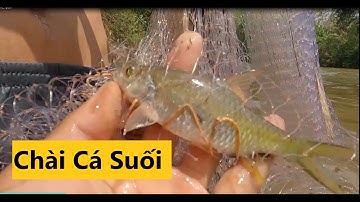 Quăng chài bắt cá suối tây nguyên - Ninh miền núi