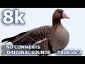 8K видео с водоплавающими птицами и реальным звуком #8kBirds 2