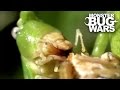 Destructive Katydid Vs Tent Spider | MONSTER BUG WARS