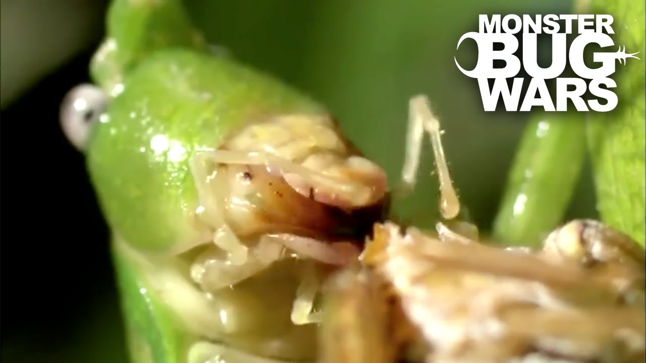 Destructive Katydid Vs Tent Spider | MONSTER BUG WARS