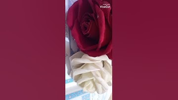 سورة القدر  بصوت ميثم التمار
