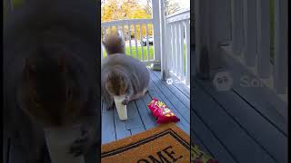 Fat 🐿️ #memes #viral #funny #relatable #funnymemes #spookyseason #cute #viralmemes