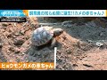 飼育員も知らぬ間に誕生・・・カメの赤ちゃん　公開(2020年9月4日)