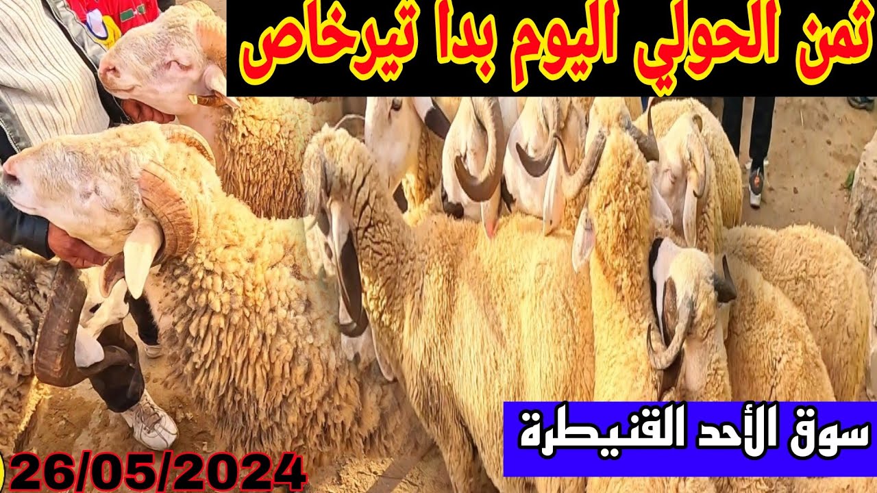 مباشرة من سوق الأحد ولاد جلول القنيطرة ثمن الحولي على قناة الغرب