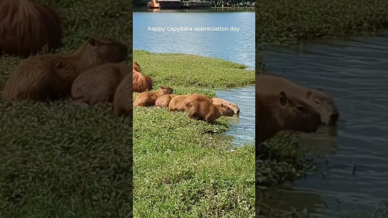 happy capybara appreciation day! 