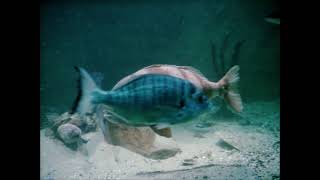 Dutch History: The Artis Aquarium Celebrates 100 Years! (1982)
