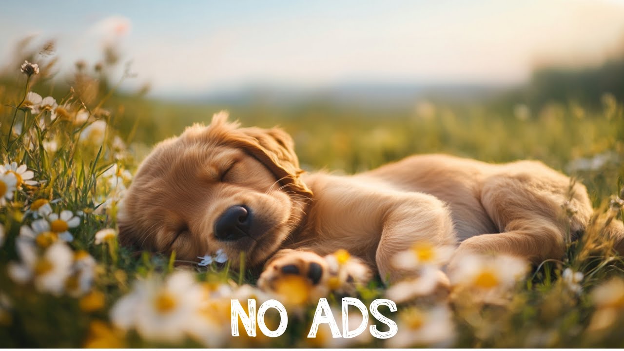 Soothing Dog Music 🐾 Relieve Pet Tension & Anxiety 🌚 Encourage Serene Sleep 🎶