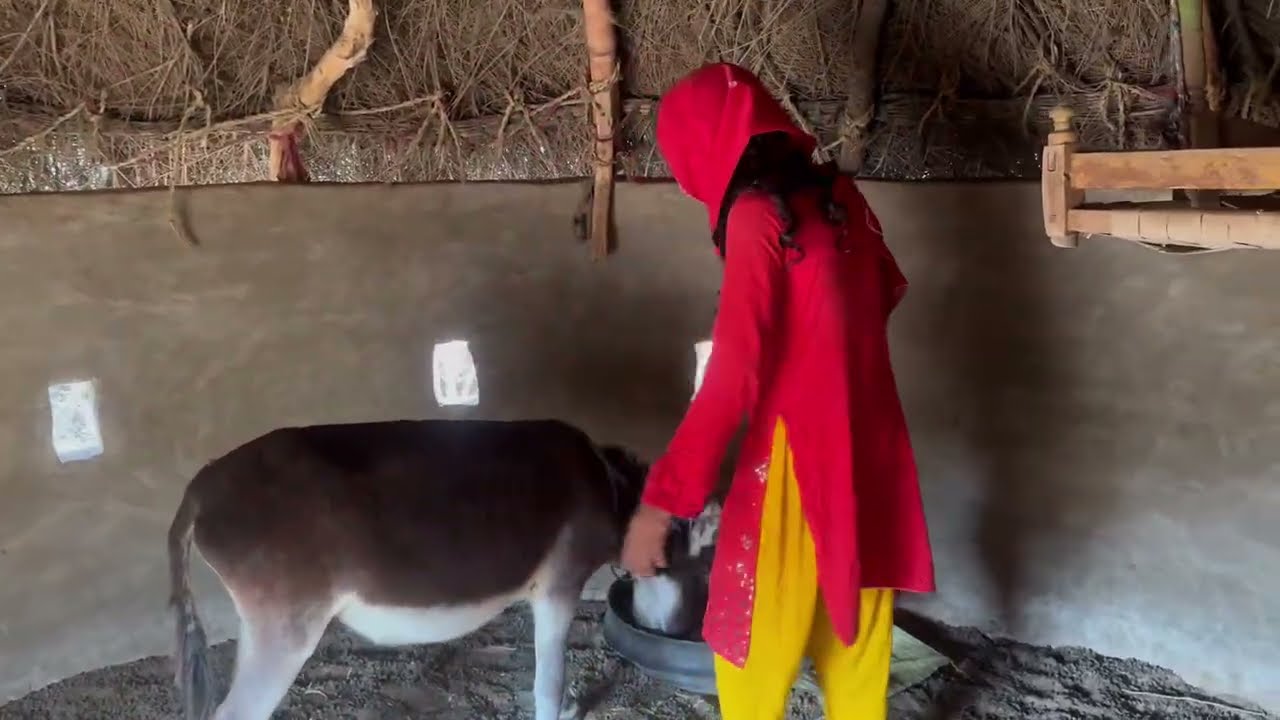 Desert Life: Girl Talking with Love and Feeding Her Pet Donkey 