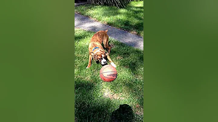 Tigger playing with basketball