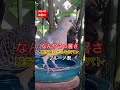 喉を震わせ体温調節をするキジバト