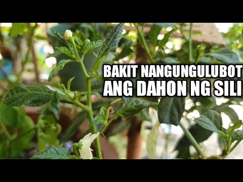 Video: Nalalagas na Dahon ng Sago - Pag-aayos ng Pagkalanta ng mga Halaman ng Sago Palm