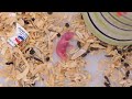 Newborn Baby Hamster Is Hungry Now, Adorable Baby Hamster