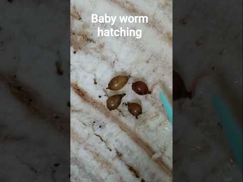 Baby worm hatching