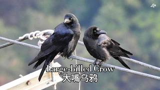 Large-billed Crow