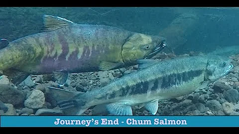Journey's End - Chum Salmon