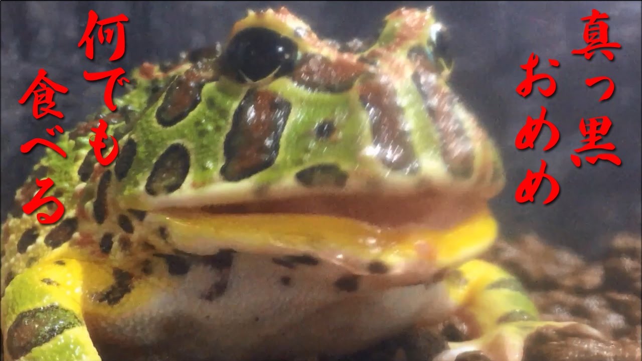yeitao 大眼　ツノガエル　グロボーサ yeitao 大眼 ツノガエル グロボーサ