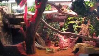 Puff the Bearded Barrie Dragon