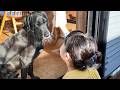 【犬Vlog】そばにいてくれるから窓拭きがはかどる娘｜保護犬つきと過ごす年末そして大晦日