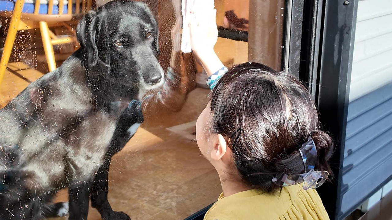 [Собачий влог] Собаку привезли на автомойку после веселой прогулки.