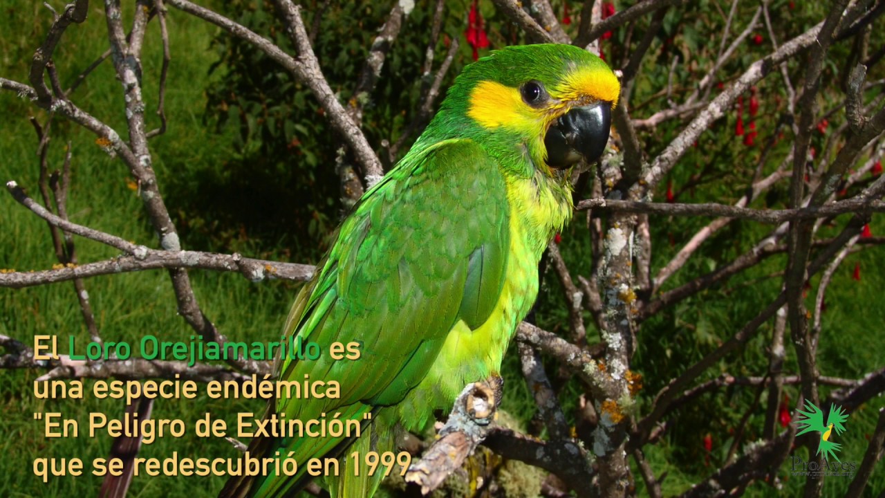 Nidos Artificiales ProAves