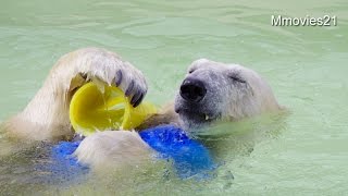 デナリ最近のお約束~Polar Bear is enjoying