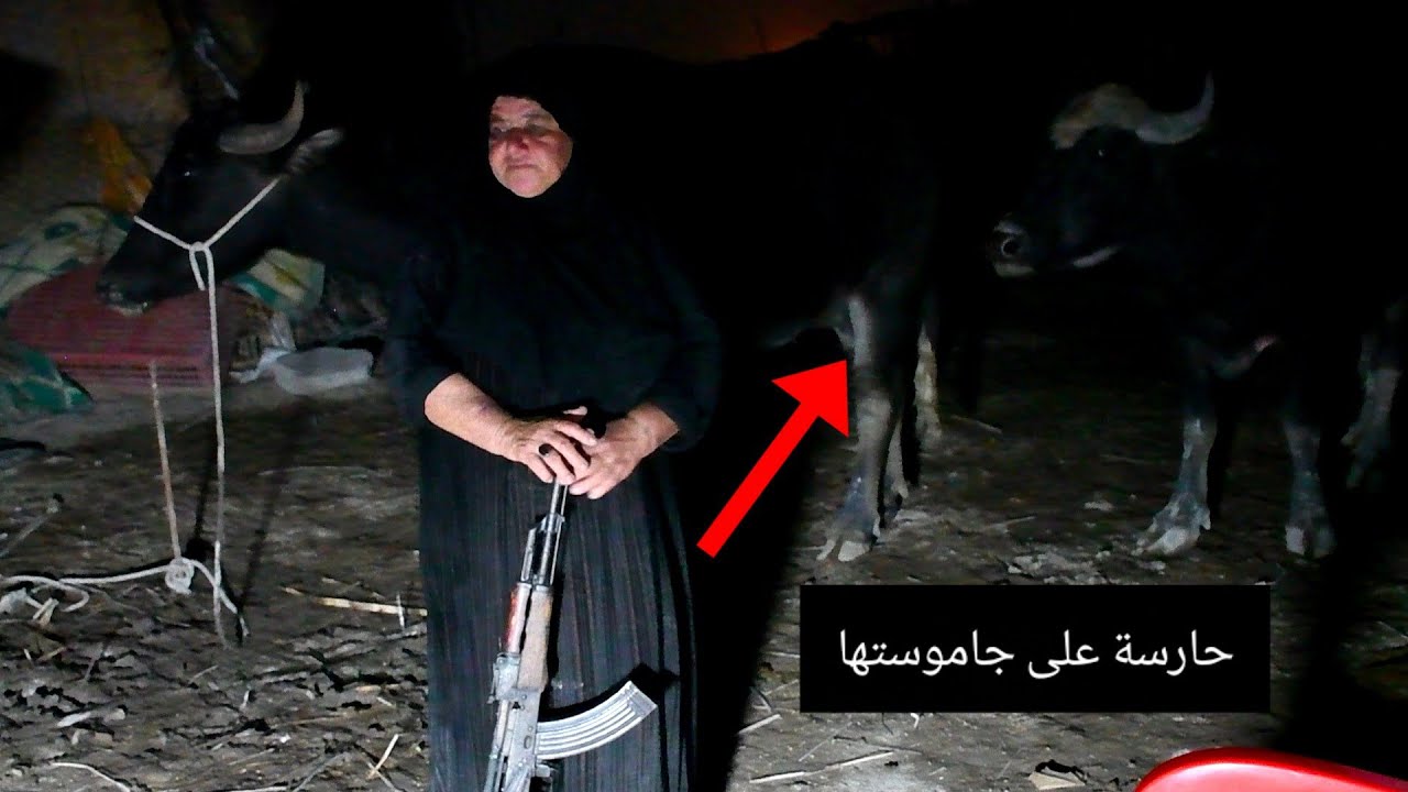 ليلها كله تحرس على جاموساتها من خطر حيوان مفترس بسلام كلاشنكوف هنكاري حتى تعبت لا نوم ولا راحه