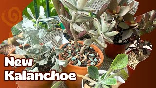 7 New Rare and Uncommon Kalanchoe. Plant Haul and new additions.