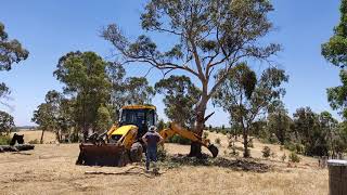 Removing a large tree with a backhoe.
