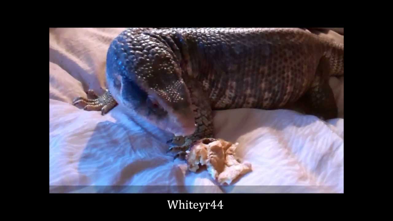 tarantula spider Savannah Monitor eats cake