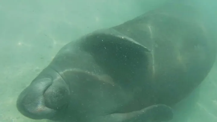 Manatee!!!! great experience