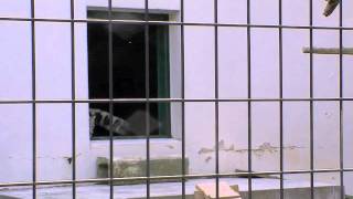 ユキヒョウの赤ちゃん外出拒否~Snow Leopard Baby