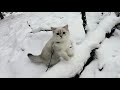 Odetti gets acquainted with the snowy pine forest and tree climbing