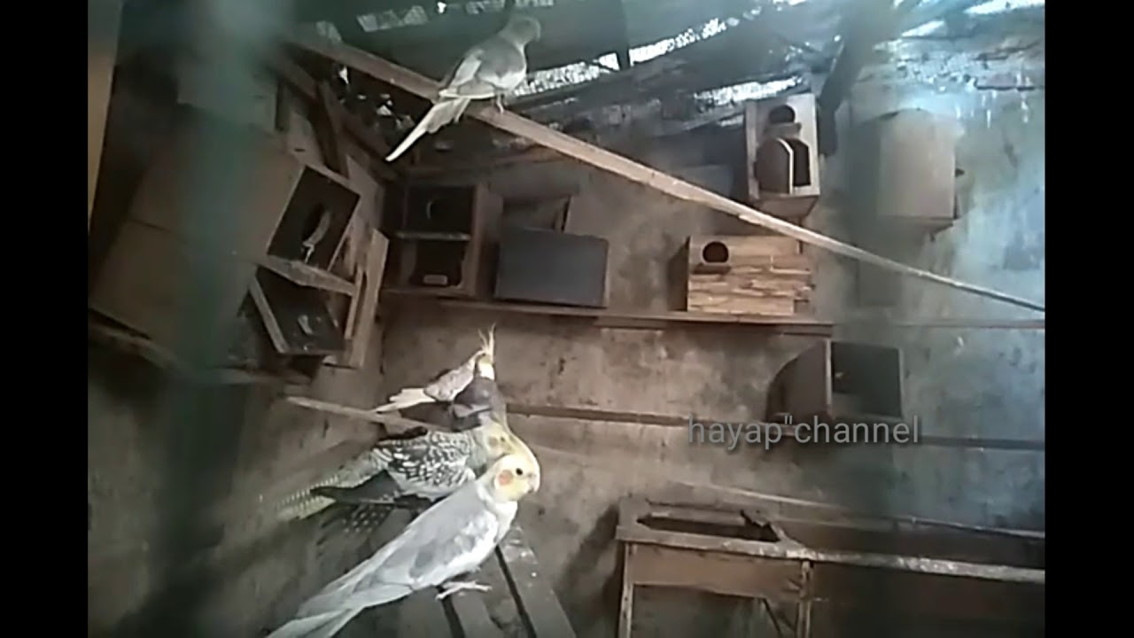 Ternak burung parkit Australia kandang koloni seadanya 