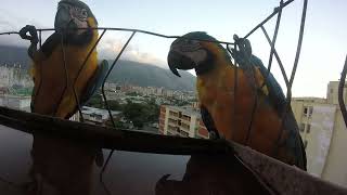 Guacamayos amarillos y azules: en familia  en el bebedero... Aves en mi balcón