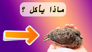 تربية فرخ اليمامة