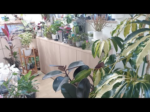 クロウェシアレベッカノーザンミッカビ - YouTube
