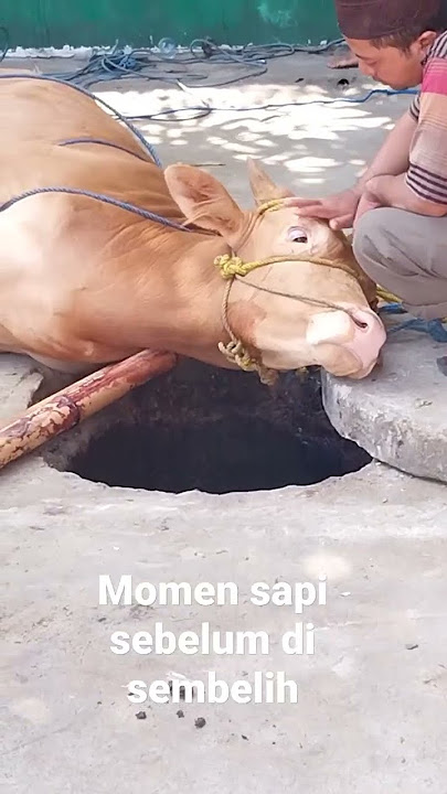 momen mengharukan #sapi sebelum di sembelih pada idul #adha #lembu #fyp