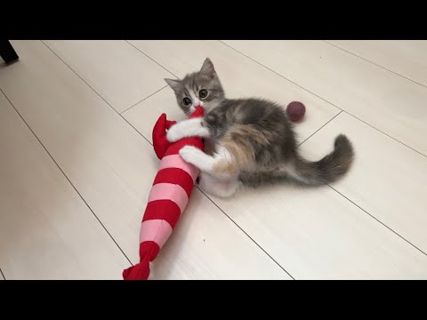 子猫に初めての友達を連れてきたらまさかの展開になりましたwww