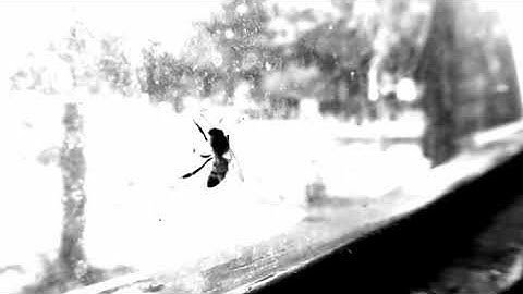 ANEMONE - Brian Jonestown Masacre (unofficial video)