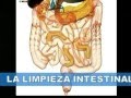 Limpieza Intestinal Fuxion123