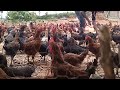 Nati koli chicks and farm nagamangala 97436812೯೪