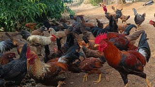 Nati koli chicks and farm Nagamangala 97436812೯೪