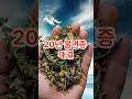 20년 불면증 해결-산조인. 이야기로 풀어가는 약초와 생활 건강 #약초효능 #이슈 #의약지식 #건강다큐 #산조인 #산조인효능 #산조인약성가 #산조인부작용 #지식 #약초이야기